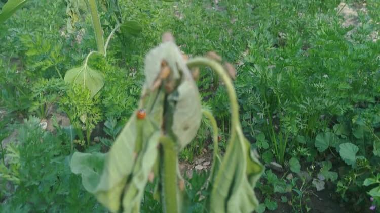 Stink Bug Infestation Threatens Wheat and Barley Crops in Ghor Province