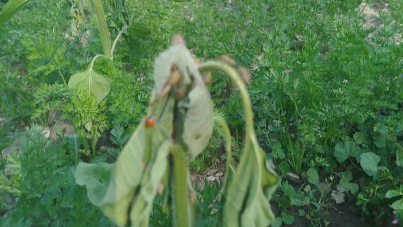 Stink Bug Infestation Threatens Wheat and Barley Crops in Ghor Province