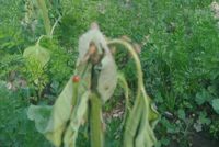 Stink Bug Infestation Threatens Wheat and Barley Crops in Ghor Province