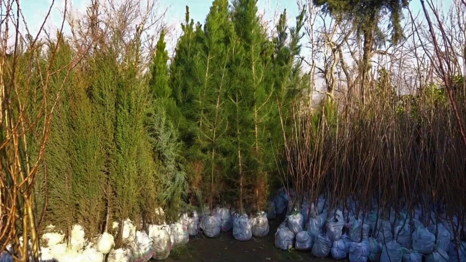Laghman reports 7.6% increase in fruit-bearing and non-fruit-bearing sapling production