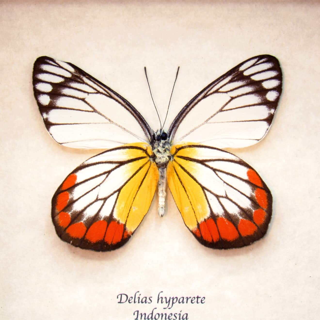 butterfly​​​​‌﻿‍﻿​‍​‍‌‍﻿﻿‌﻿​‍‌‍‍‌‌‍‌﻿‌‍‍‌‌‍﻿‍​‍​‍​﻿‍‍​‍​‍‌﻿​﻿‌‍​‌‌‍﻿‍‌‍‍‌‌﻿‌​‌﻿‍‌​‍﻿‍‌‍‍‌‌‍﻿﻿​‍​‍​‍﻿​​‍​‍‌‍‍​‌﻿​‍‌‍‌‌‌‍‌‍​‍​‍​﻿‍‍​‍​‍​‍﻿﻿‌﻿​﻿‌﻿‌​‌﻿‌‌‌‍‌​‌‍‍‌‌‍﻿﻿​‍﻿﻿‌‍‍‌‌‍﻿‍‌﻿‌​‌‍‌‌‌‍﻿‍‌﻿‌​​‍﻿﻿‌‍‌‌‌‍‌​‌‍‍‌‌﻿‌​​‍﻿﻿‌‍﻿‌‌‍﻿﻿‌‍‌​‌‍‌‌​﻿﻿‌‌﻿​​‌﻿​‍‌‍‌‌‌﻿​﻿‌‍‌‌‌‍﻿‍‌﻿‌​‌‍​‌‌﻿‌​‌‍‍‌‌‍﻿﻿‌‍﻿‍​﻿‍﻿‌‍‍‌‌‍‌​​﻿﻿‌​﻿‌​​﻿‌‍‌‍‌‌‌‍​﻿​﻿​‌​﻿‌‌‌‍​‍‌‍‌‌​‍﻿‌​﻿‌‍​﻿‌﻿​﻿‌﻿​﻿‌﻿​‍﻿‌​﻿‌​​﻿​﻿‌‍​﻿​﻿‌‌​‍﻿‌​﻿‍​​﻿‌‍​﻿‍‌​﻿‌﻿​‍﻿‌​﻿​​​﻿​﻿​﻿‌​​﻿​﻿​﻿​‍​﻿‌‌​﻿‍‌‌‍‌​​﻿‍​​﻿​‍‌‍‌‍​﻿​‍​﻿‍﻿‌﻿‌​‌﻿‍‌‌﻿​​‌‍‌‌​﻿﻿‌‌﻿​​‌‍﻿﻿‌﻿​﻿‌﻿‌​​﻿‍﻿‌﻿​​‌‍​‌‌﻿‌​‌‍‍​​﻿﻿‌‌‍​‍‌‍﻿﻿‌‍‌​‌﻿‍‌​‍‌‌​﻿‌‌‌​​‍‌‌﻿﻿‌‍‍﻿‌‍‌‌‌﻿‍‌​‍‌‌​﻿​﻿‌​‌​​‍‌‌​﻿​﻿‌​‌​​‍‌‌​﻿​‍​﻿​‍​﻿‌‌‌‍​‍​﻿​﻿​﻿​​​﻿​‌​﻿‌﻿​﻿‌﻿​﻿​‍‌‍‌‌‌‍​﻿‌‍​﻿​﻿‌​​‍‌‌​﻿​‍​﻿​‍​‍‌‌​﻿‌‌‌​‌​​‍﻿‍‌‍​‌‌‍﻿​‌﻿‌​​﻿﻿﻿‌‍​‍‌‍​‌‌﻿​﻿‌‍‌‌‌‌‌‌‌﻿​‍‌‍﻿​​﻿﻿‌​‍‌‌​﻿​‍‌​‌‍‌﻿​﻿‌﻿‌​‌﻿‌‌‌‍‌​‌‍‍‌‌‍﻿﻿​‍‌‍‌‍‍‌‌‍‌​​﻿﻿‌​﻿‌​​﻿‌‍‌‍‌‌‌‍​﻿​﻿​‌​﻿‌‌‌‍​‍‌‍‌‌​‍﻿‌​﻿‌‍​﻿‌﻿​﻿‌﻿​﻿‌﻿​‍﻿‌​﻿‌​​﻿​﻿‌‍​﻿​﻿‌‌​‍﻿‌​﻿‍​​﻿‌‍​﻿‍‌​﻿‌﻿​‍﻿‌​﻿​​​﻿​﻿​﻿‌​​﻿​﻿​﻿​‍​﻿‌‌​﻿‍‌‌‍‌​​﻿‍​​﻿​‍‌‍‌‍​﻿​‍​‍‌‍‌﻿‌​‌﻿‍‌‌﻿​​‌‍‌‌​﻿﻿‌‌﻿​​‌‍﻿﻿‌﻿​﻿‌﻿‌​​‍‌‍‌﻿​​‌‍​‌‌﻿‌​‌‍‍​​﻿﻿‌‌‍​‍‌‍﻿﻿‌‍‌​‌﻿‍‌​‍‌‌​﻿‌‌‌​​‍‌‌﻿﻿‌‍‍﻿‌‍‌‌‌﻿‍‌​‍‌‌​﻿​﻿‌​‌​​‍‌‌​﻿​﻿‌​‌​​‍‌‌​﻿​‍​﻿​‍​﻿‌‌‌‍​‍​﻿​﻿​﻿​​​﻿​‌​﻿‌﻿​﻿‌﻿​﻿​‍‌‍‌‌‌‍​﻿‌‍​﻿​﻿‌​​‍‌‌​﻿​‍​﻿​‍​‍‌‌​﻿‌‌‌​‌​​‍﻿‍‌‍​‌‌‍﻿​‌﻿‌​​‍​‍‌﻿﻿‌