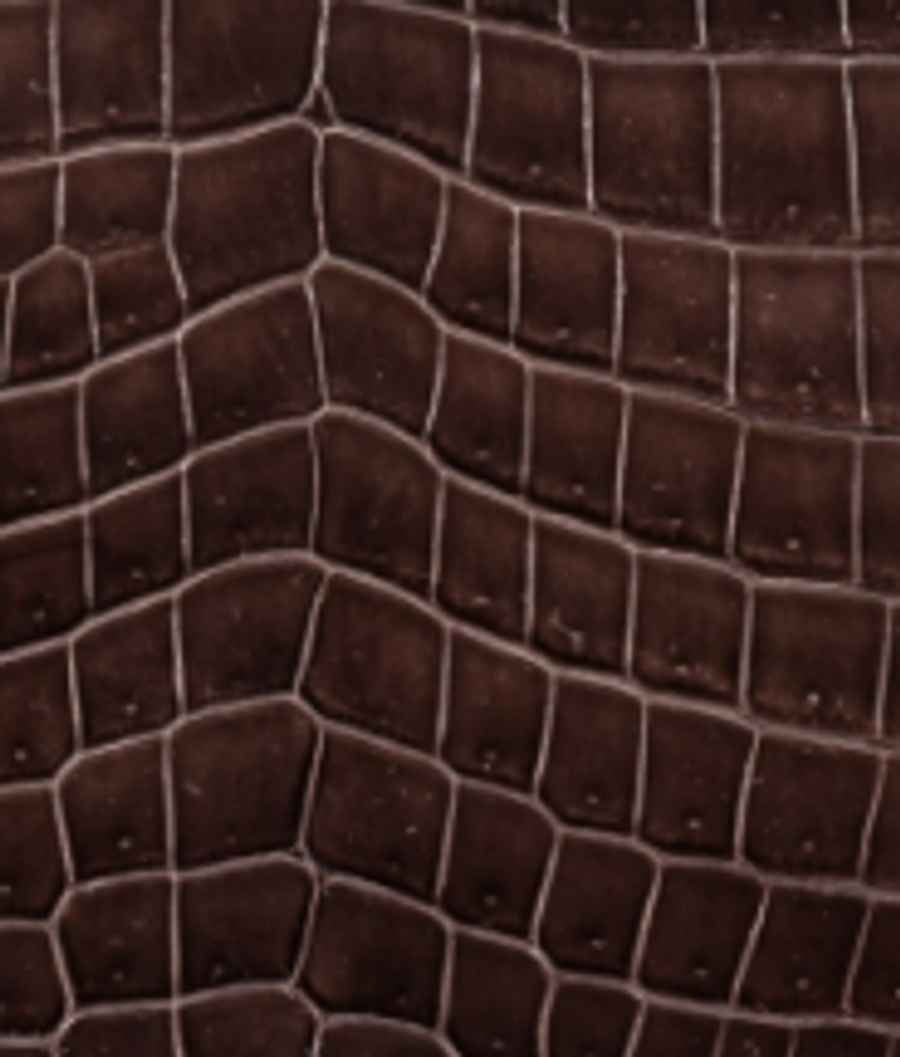 Shiny Niloticus Crocodile