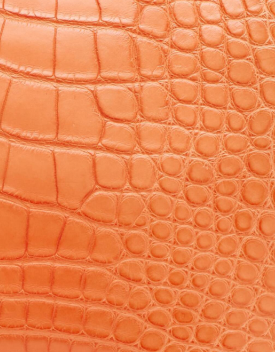 Alligator