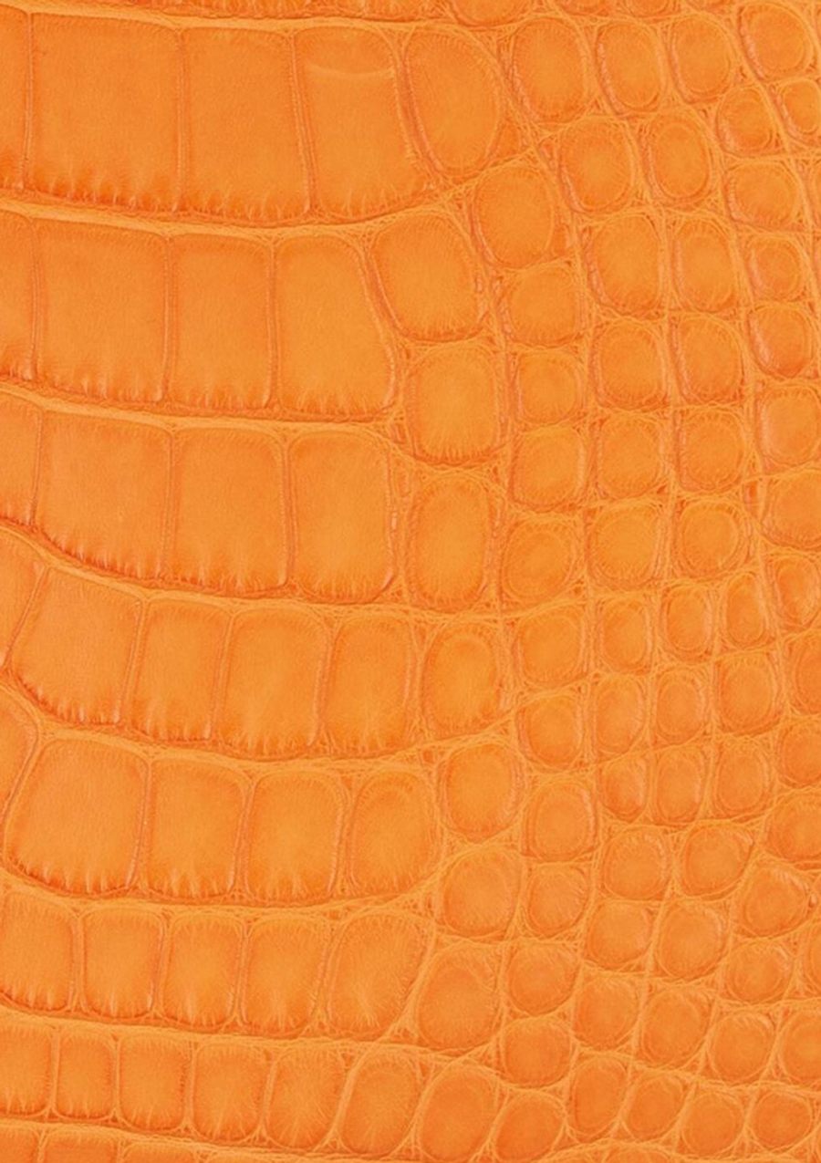 Alligator 