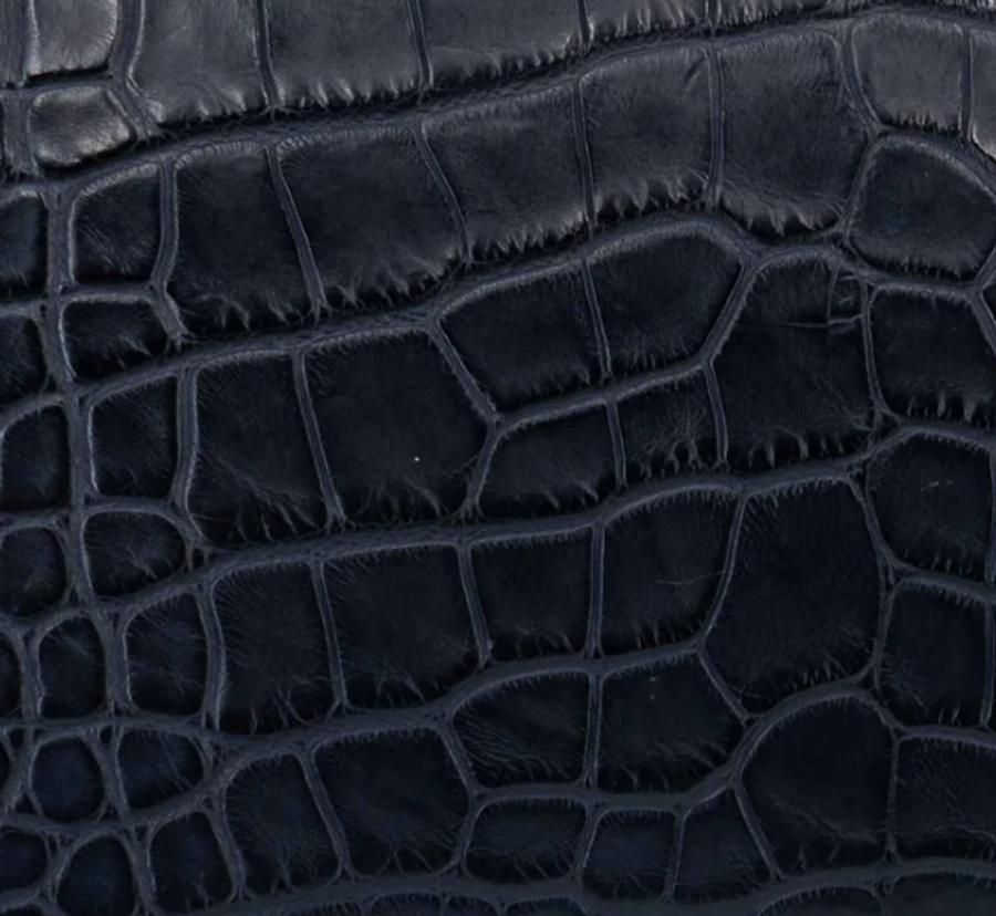 Alligator