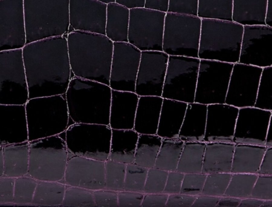  Shiny Niloticus Crocodile