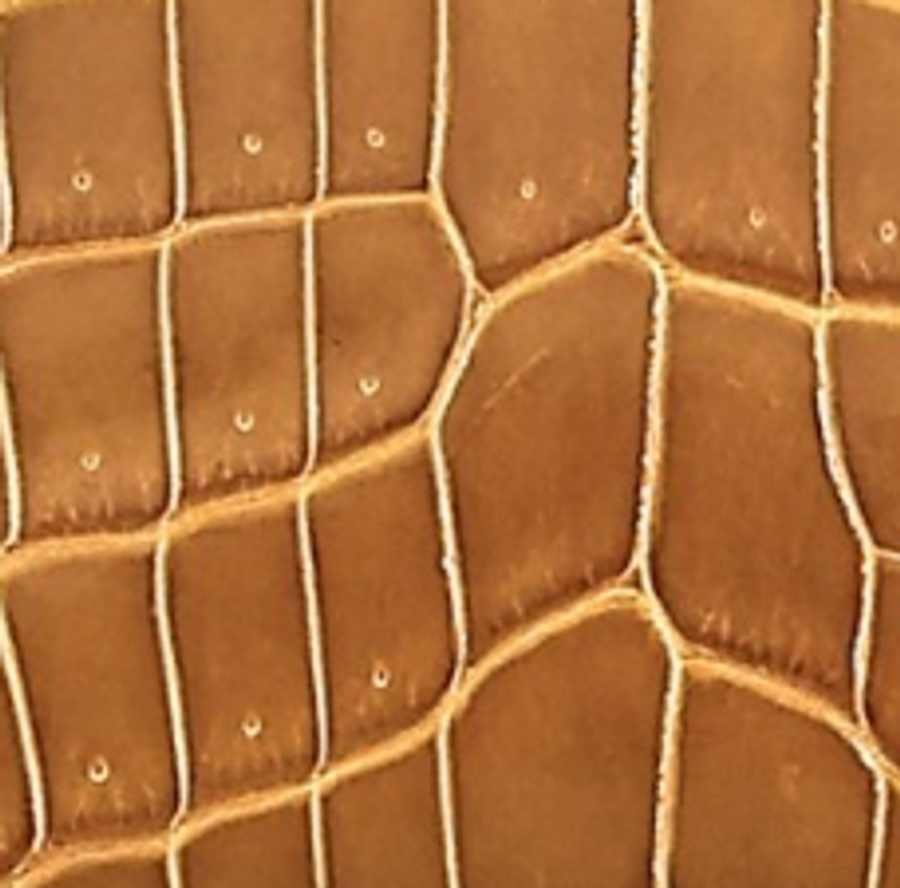 Niloticus Crocodile