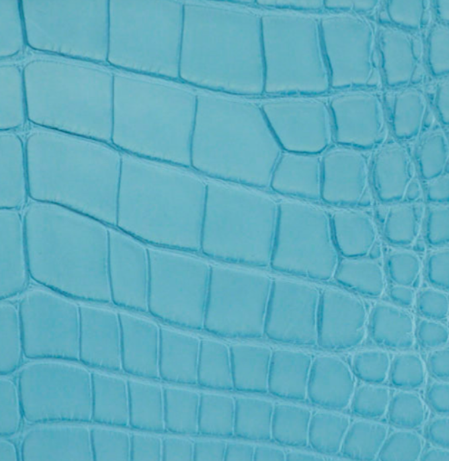 Alligator 