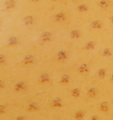 Chestnut in ostrich