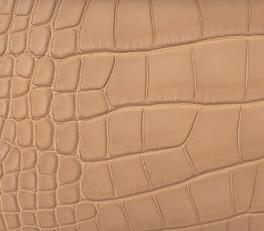 Alligator