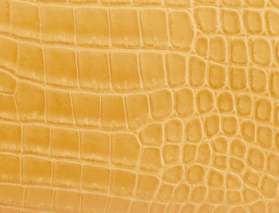 Matte Crocodile Niloticus 