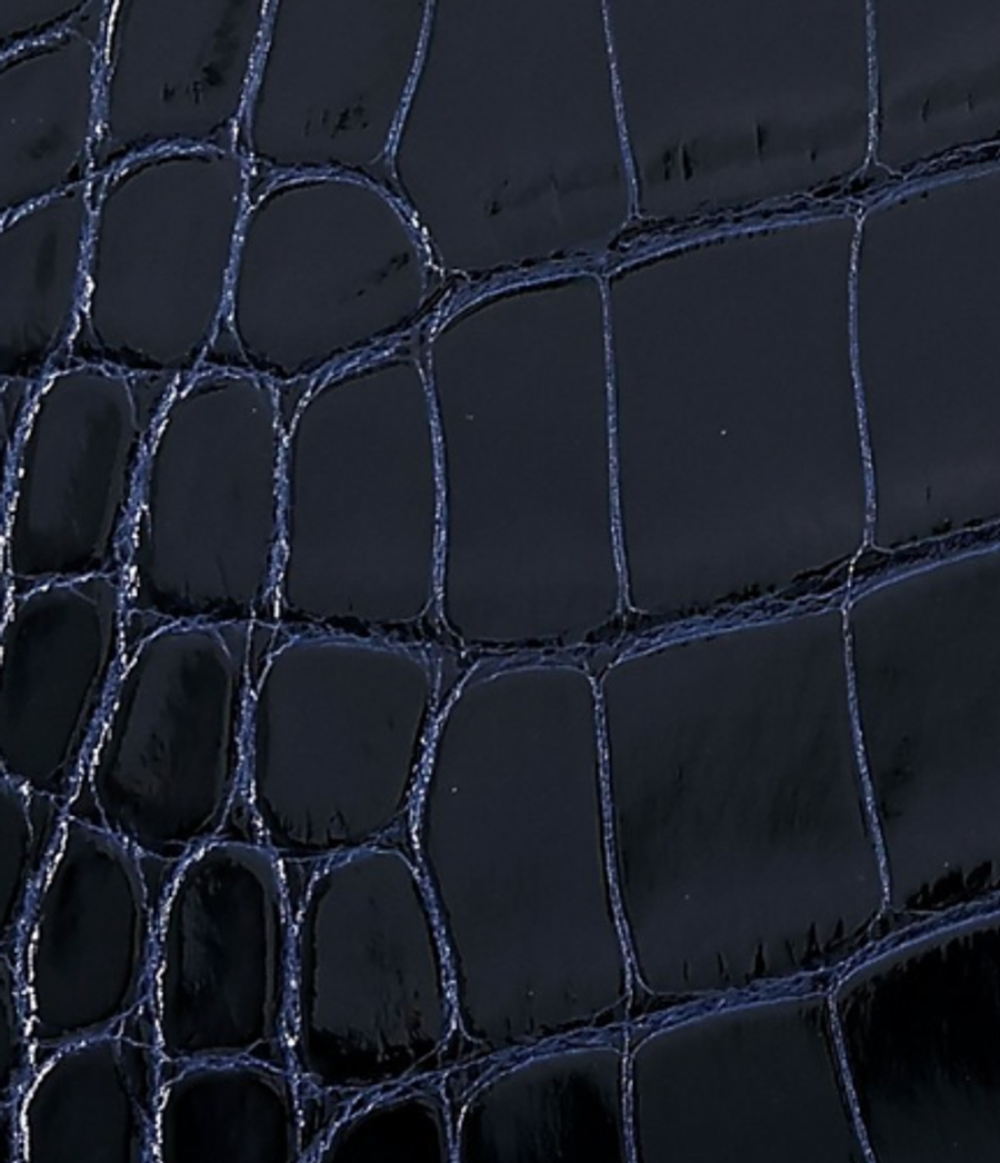 Alligator Mississippiensis