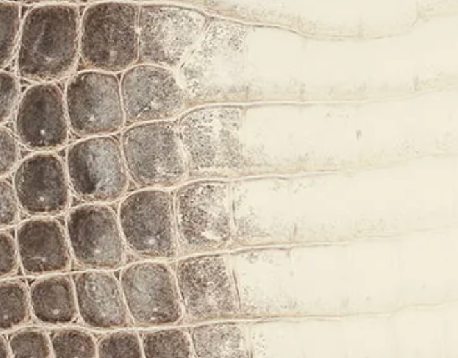 Himalaya In Matte Niloticus Crocodile