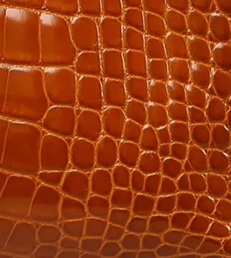 Alligator