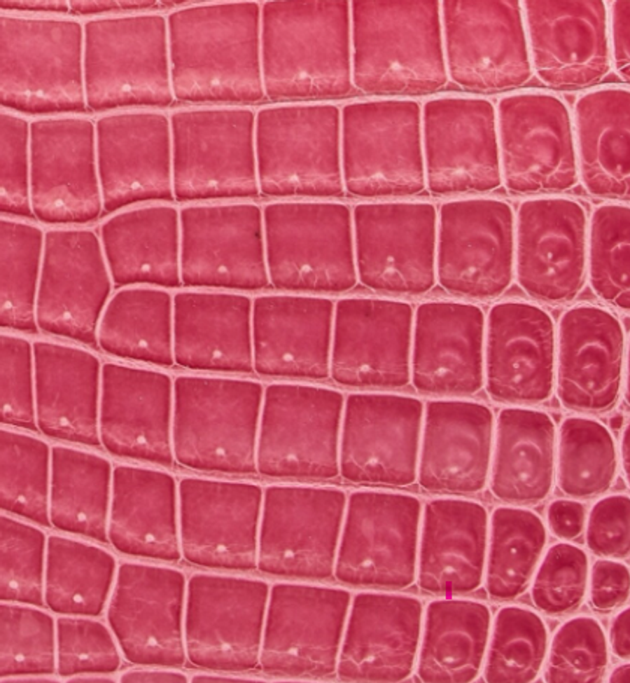 Crocodilo Porosus
