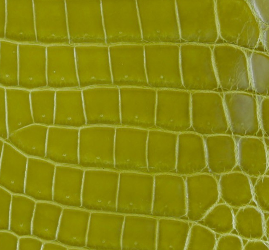 Alligator