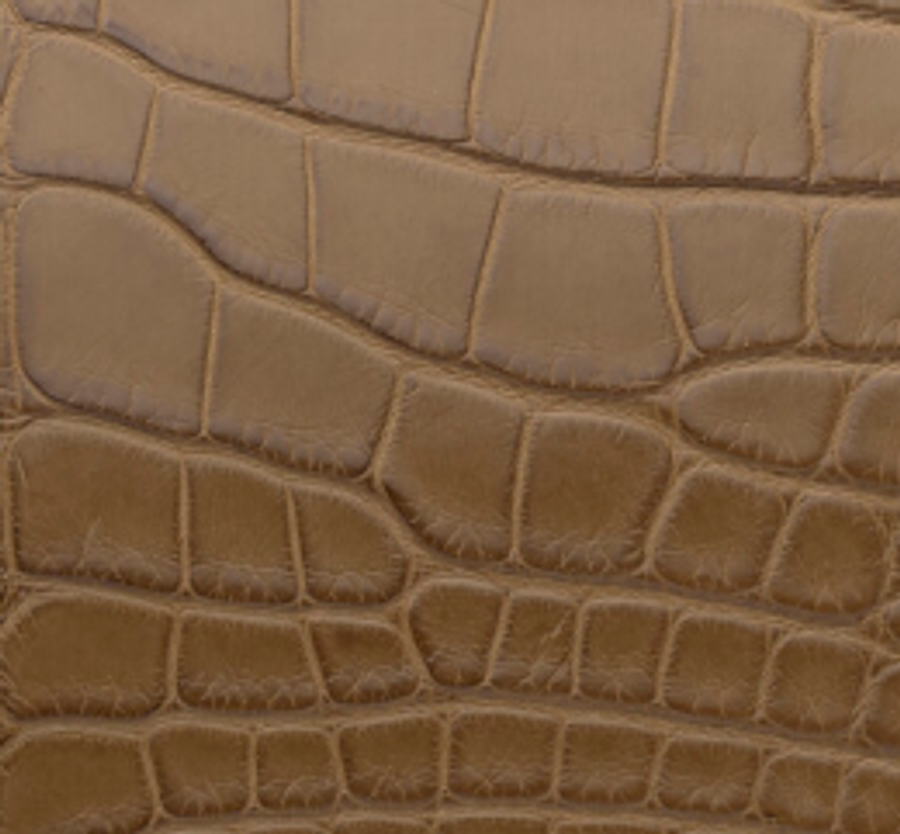 Alligator