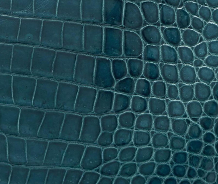 Shiny Porosus Crocodile