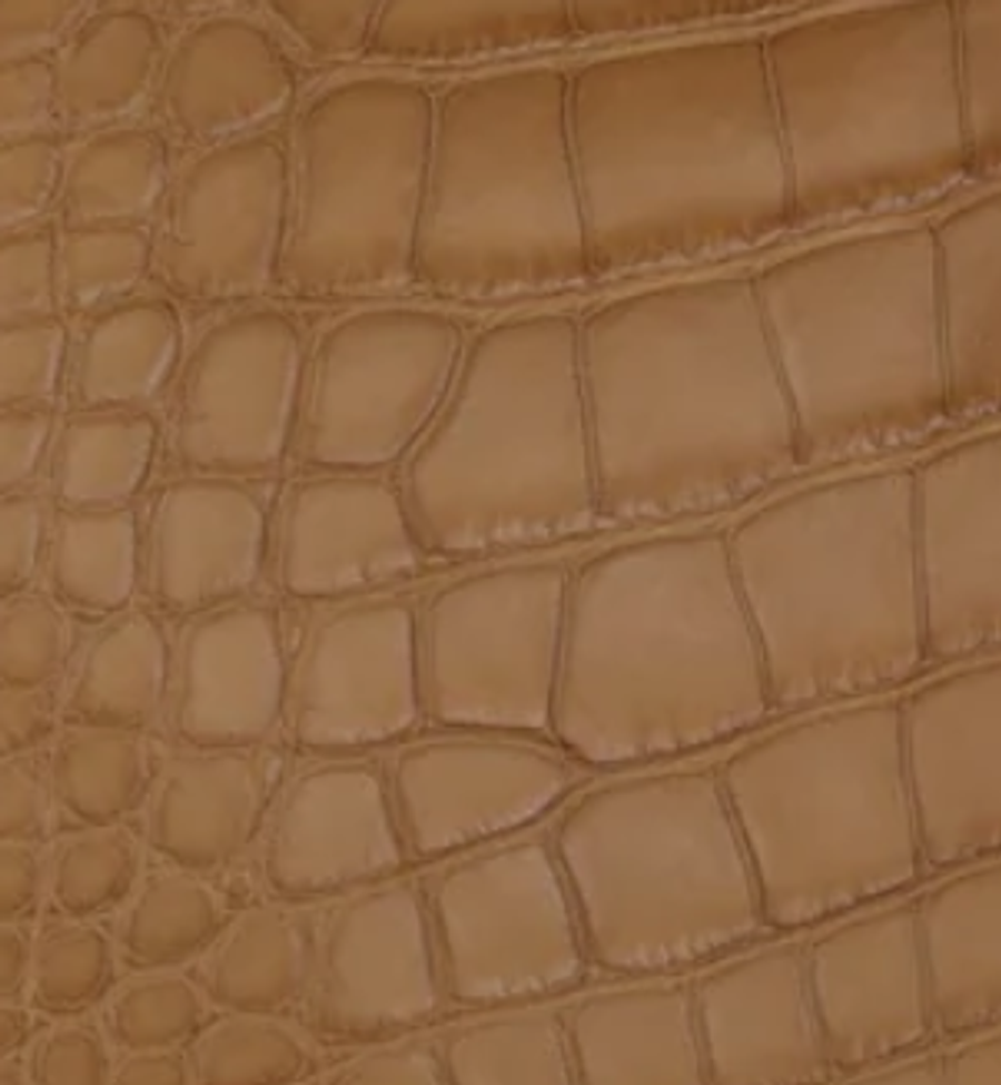 Alligator