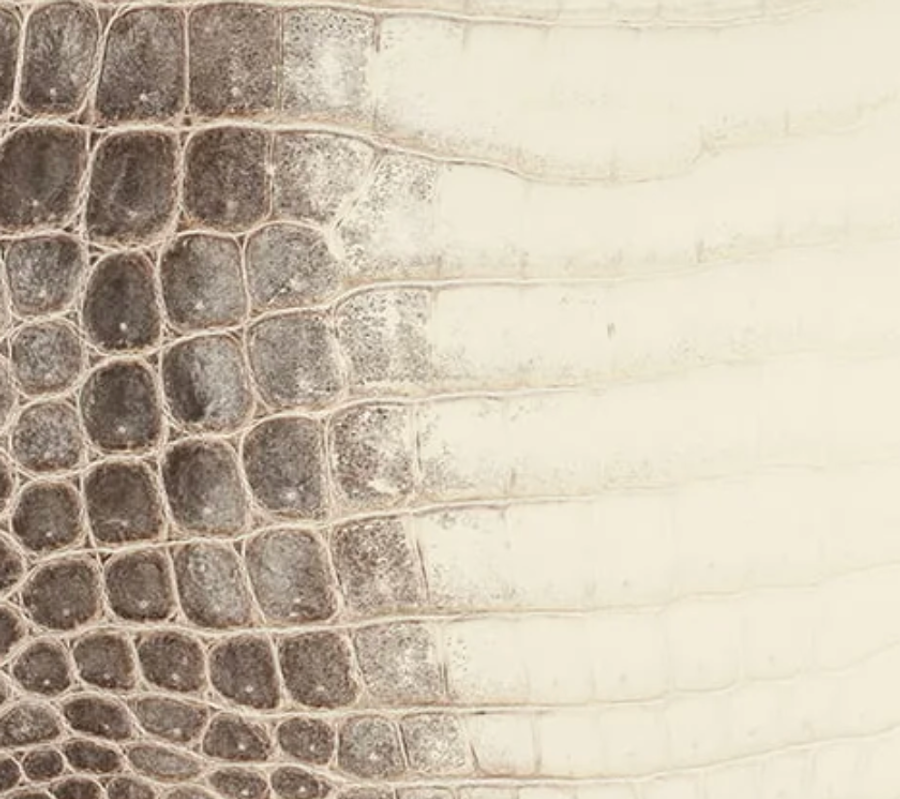 Matte Niloticus Crocodile