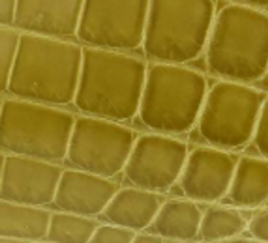 Niloticus Crocodile