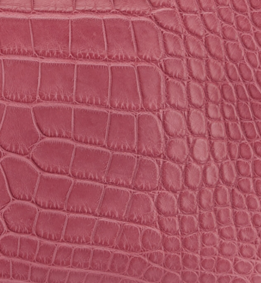 Alligator