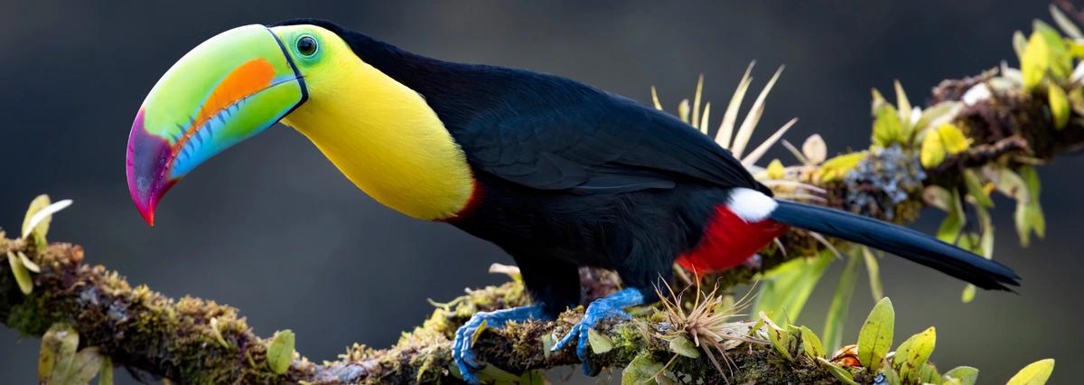 image principale du voyage Pura Vida au Costa Rica : aventure tropicale et immersion dans la communauté Bribri