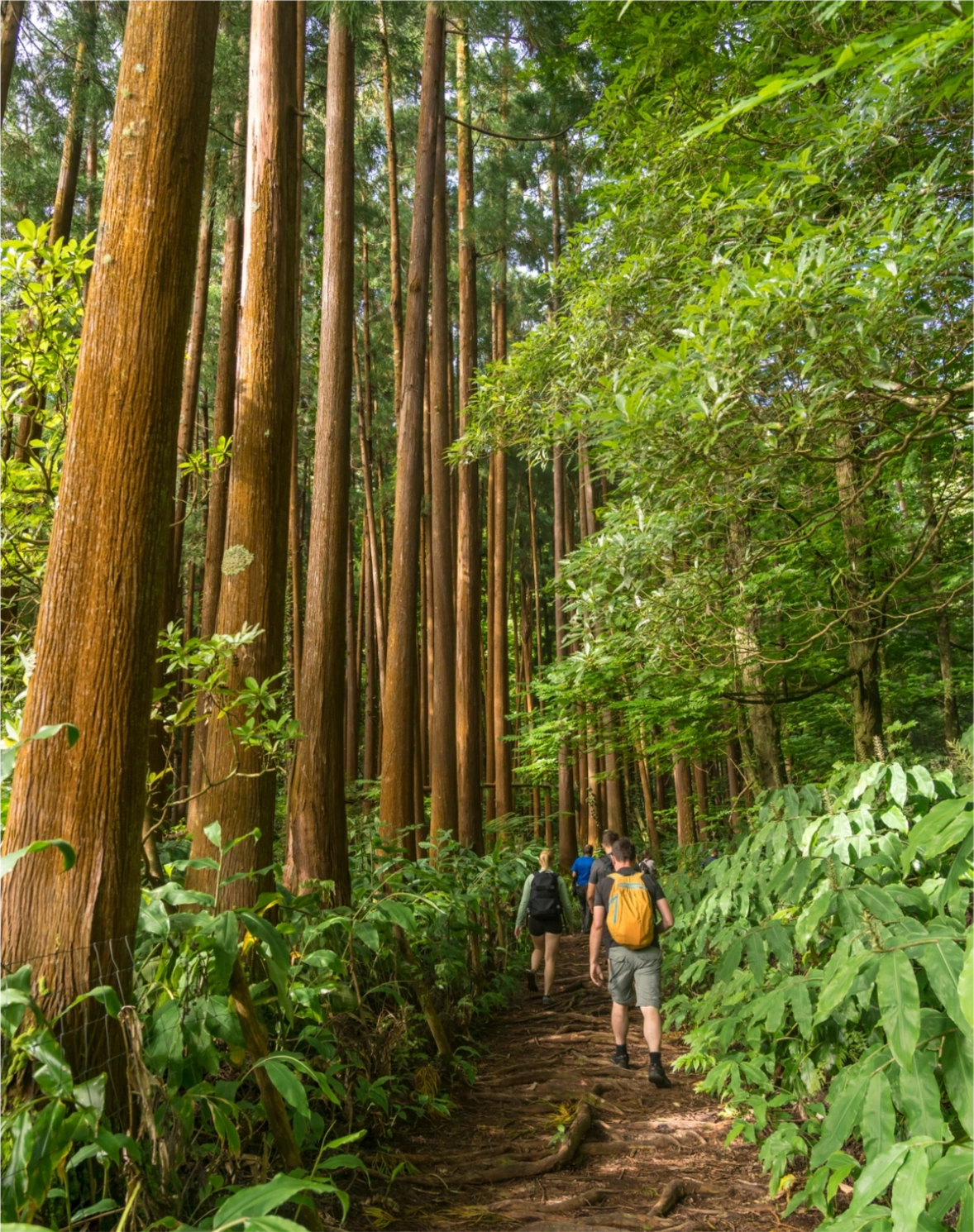 image secondaire du voyage Trek immersif sur l’île de Sao Miguel aux Açores