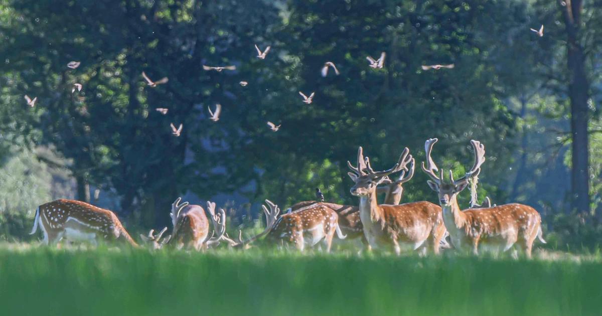 image principale du voyage En immersion avec un photographe animalier dans les Vosges