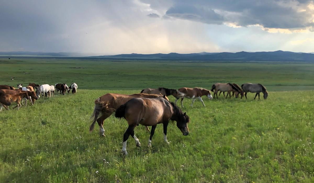Image principale du blog Quand partir en Mongolie : steppes, yourtes et saison nomade