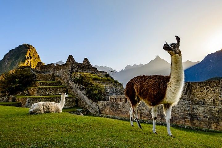 Image principale du blog Voyage Animalier : découvrez les animaux sauvages autrement