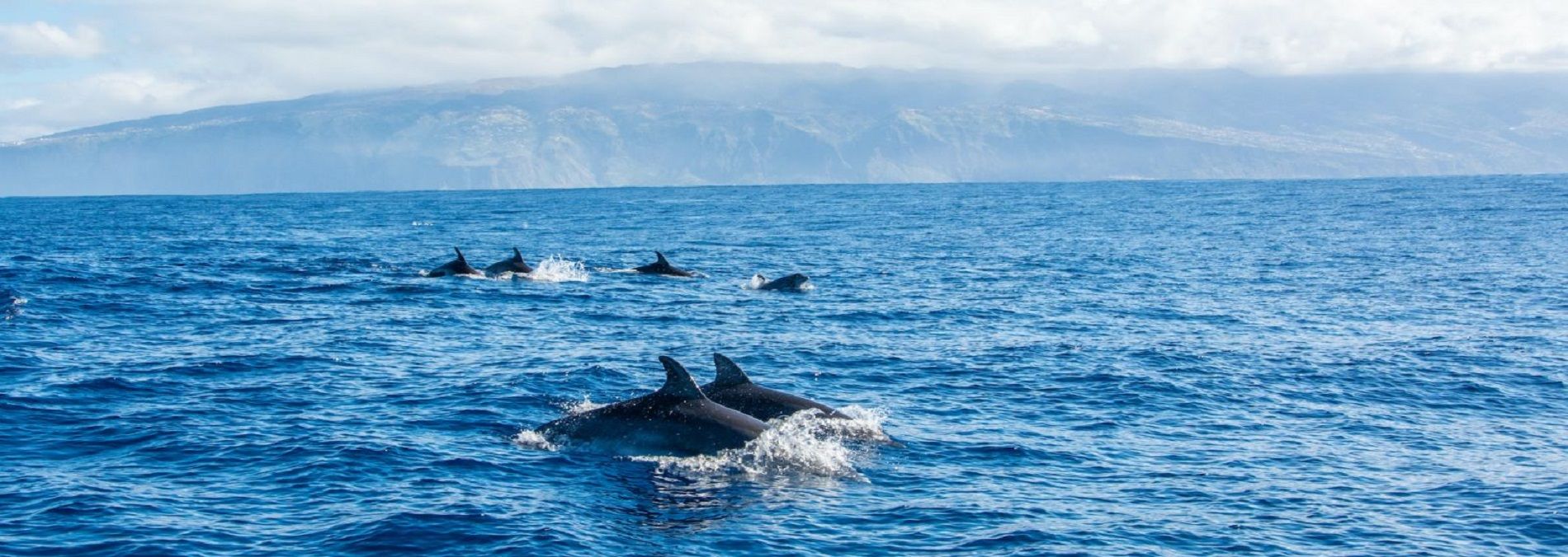 Image de la thématique En été