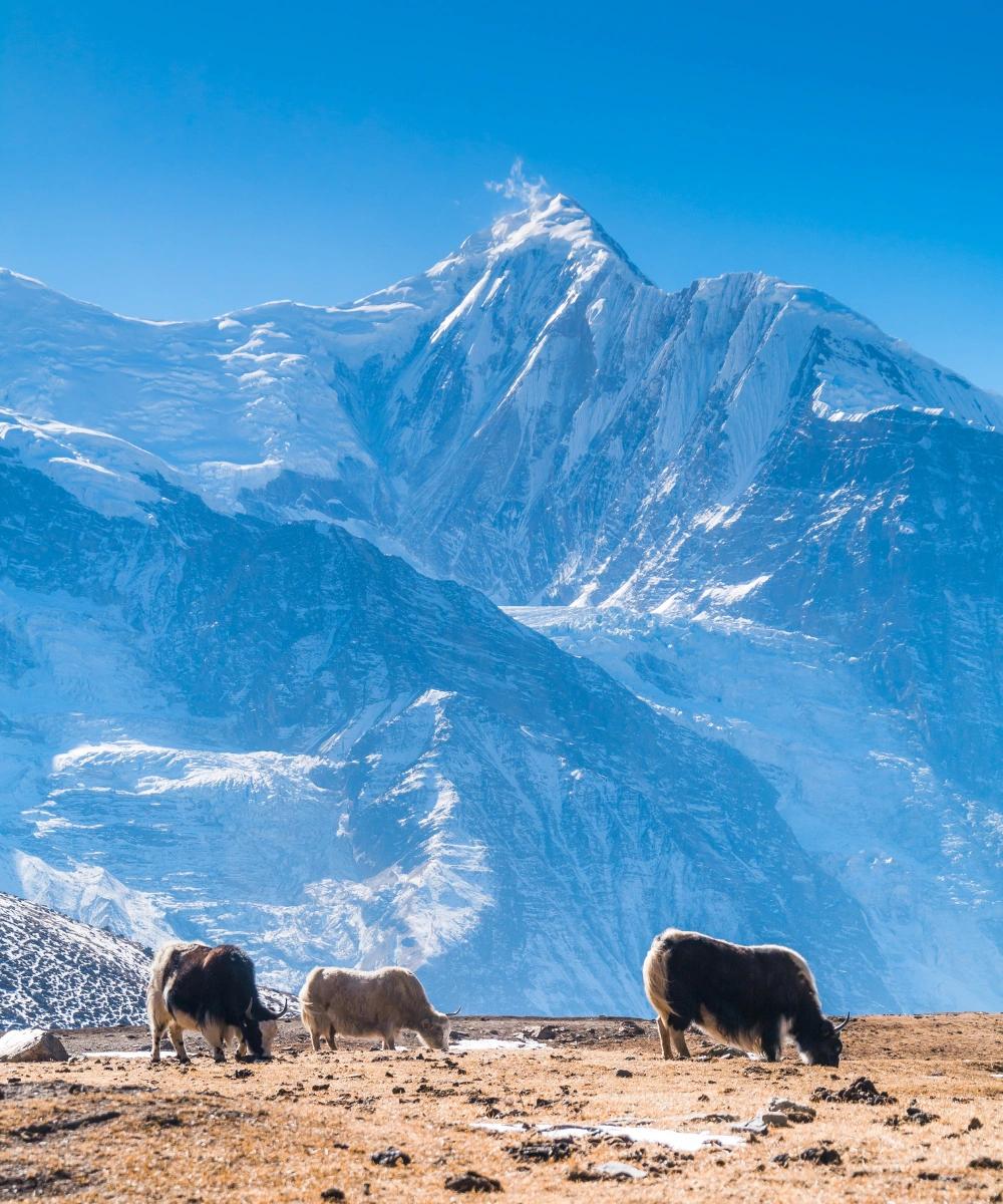 image secondaire du voyage Trek au Népal : Tour des Annapurnas et Lac Tilicho