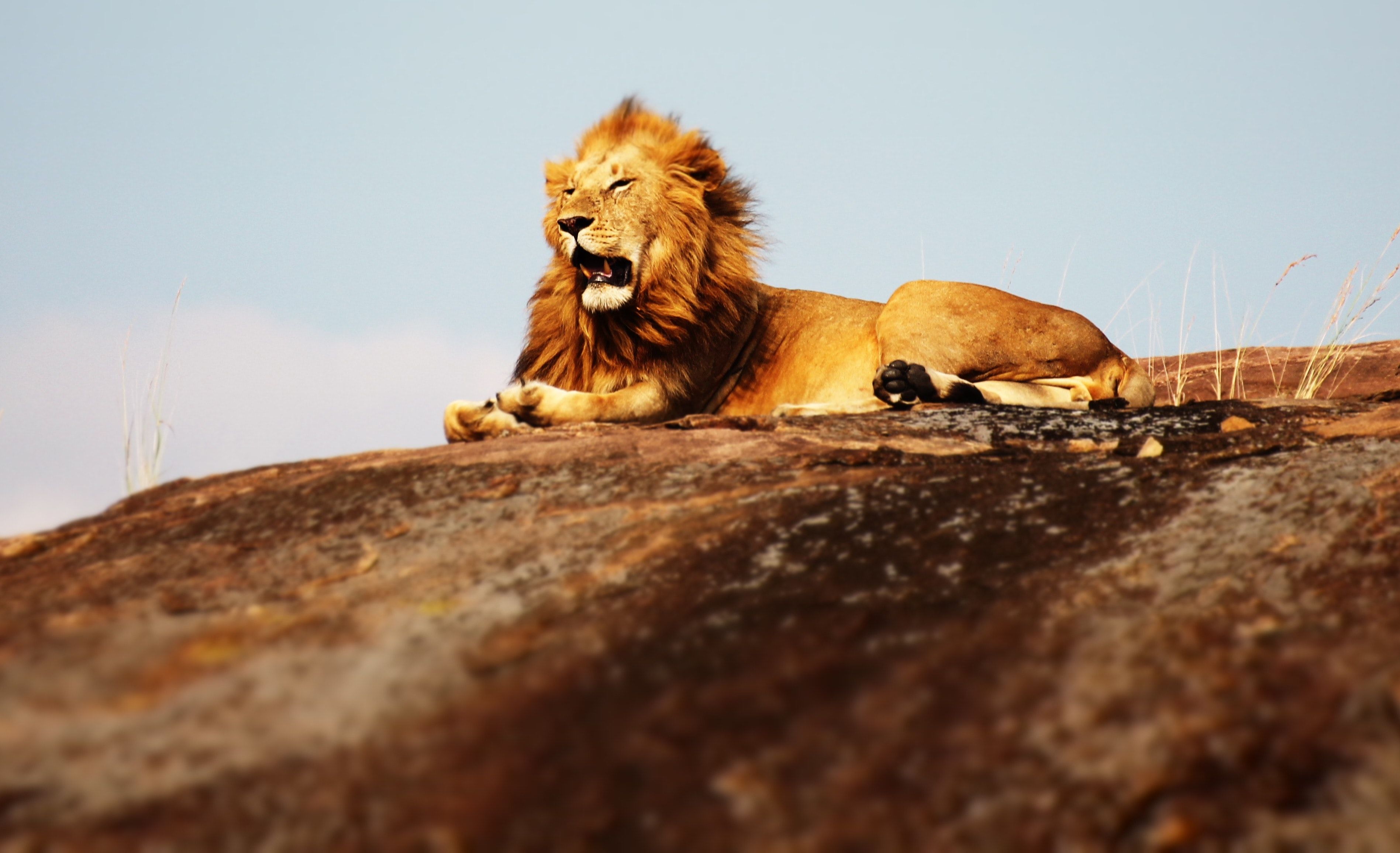 Image principale du blog Les félins d'Afrique