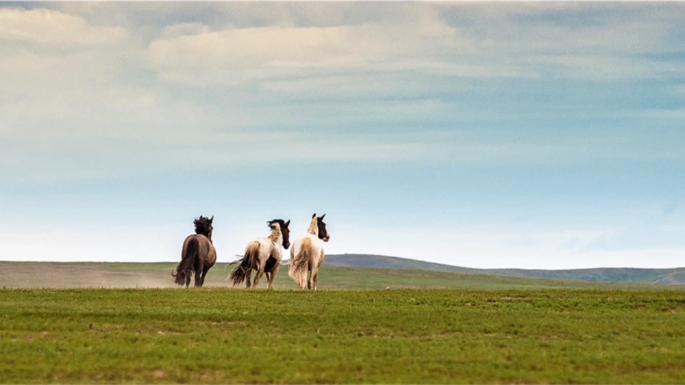 image principale du voyage A cheval, à la rencontre des nomades en Mongolie