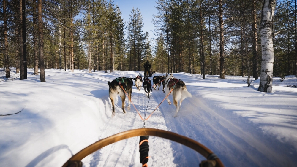 chien de traineau avec famille en laponie finlandaise