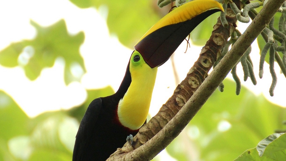 image principale du voyage Occupez-vous des animaux de la jungle au Costa Rica