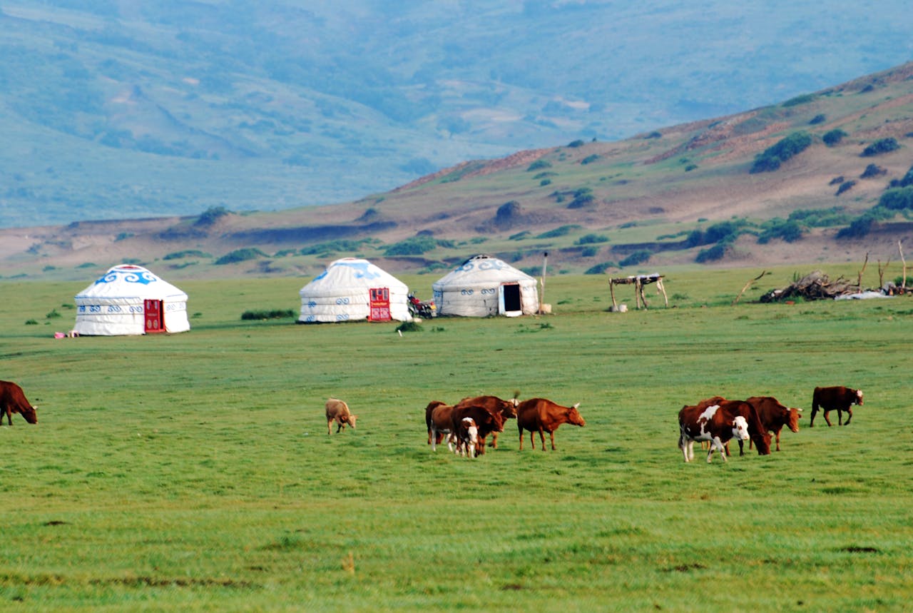 Yourtes dans la steppe mongole
