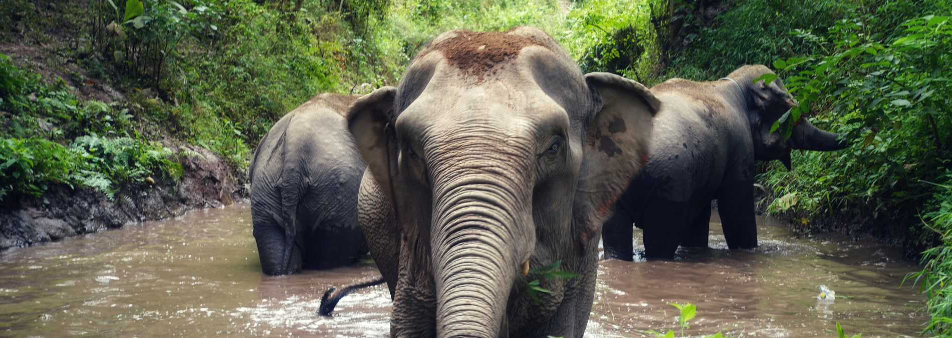 Image principale du blog Plongez dans l'âme du Laos : une aventure inoubliable