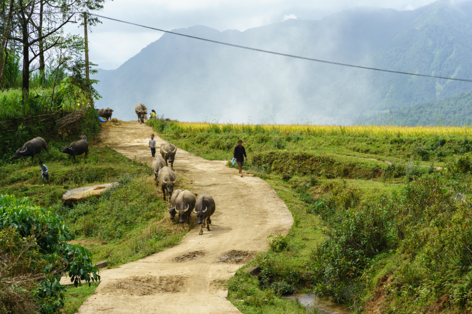 image de la liste de photos du voyage Le Vietnam du Nord, un voyage à la rencontre des populations ethniques