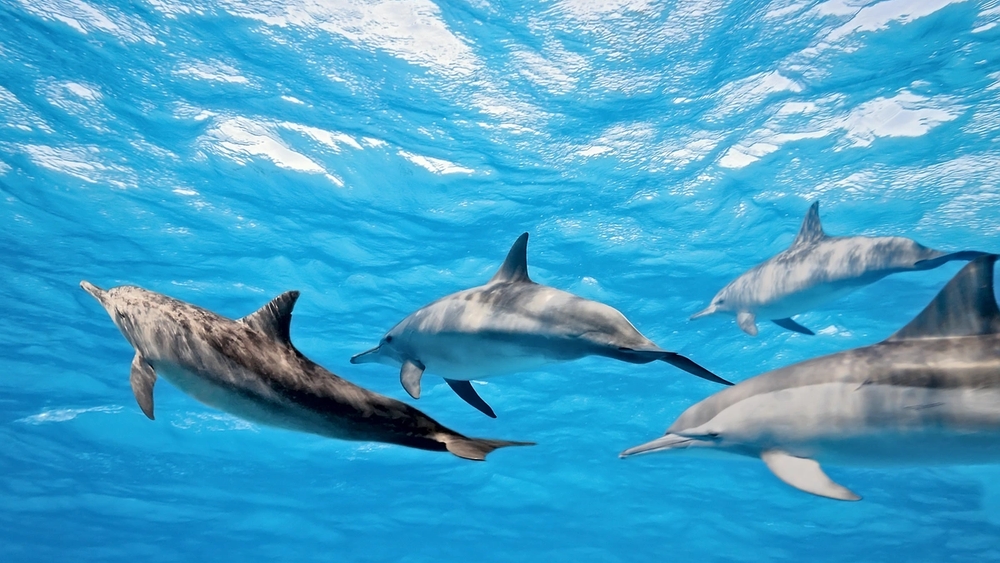 image principale du voyage Nagez avec les dauphins de la mer Rouge en Egypte aux côtés d'une éthologue