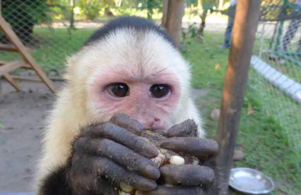 image de la liste de photos du voyage Occupez-vous des animaux de la jungle au Costa Rica