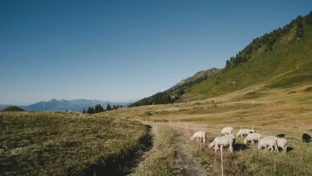 A path winds through a grassy mountain pasture where sheep graze, with distant mountains under a clear blue sky.