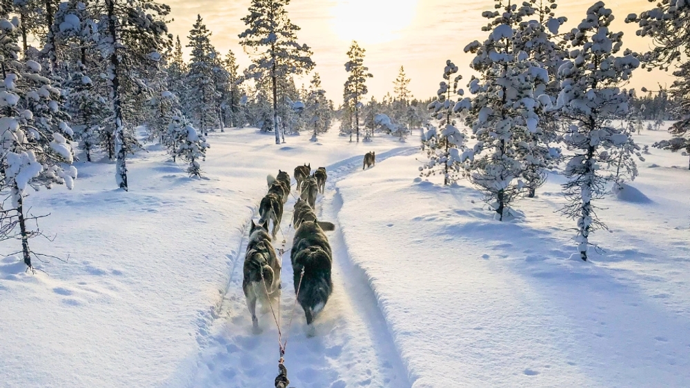 Dog sled team on a snowy expanse bordered by frosted trees under a blue sky.