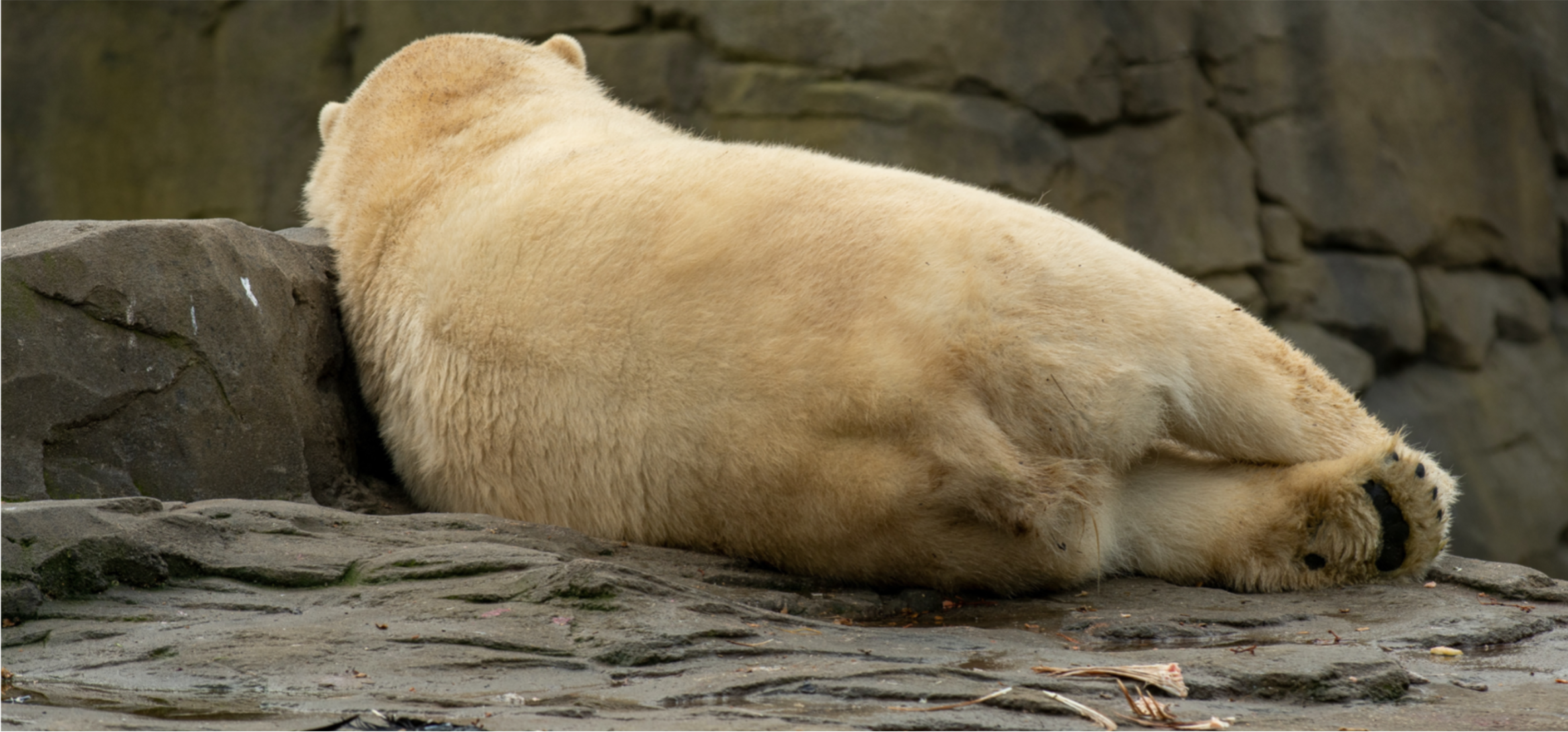 Image principale du blog Les causes de la disparition des animaux