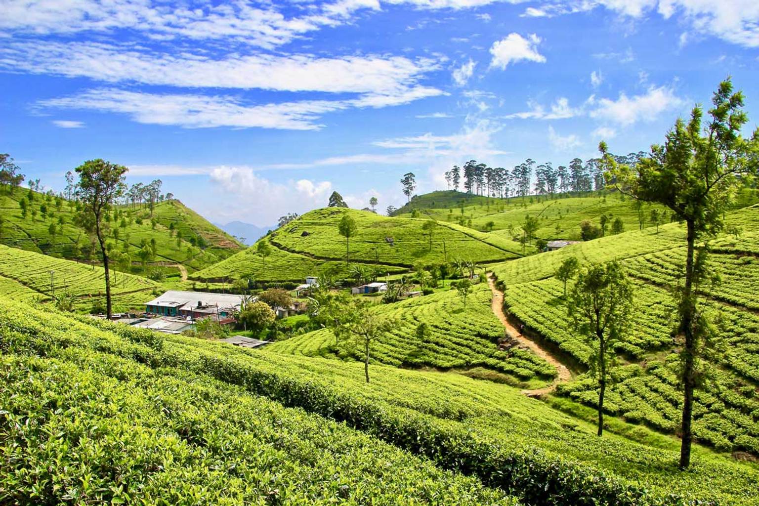 Image principale du blog Conseils pour visiter le Sri Lanka