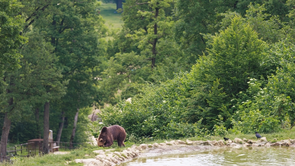 A brown bear next to a pond in a green forest.