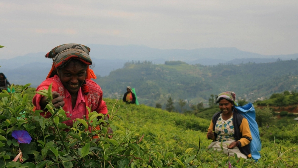 Two smiling women picking tea leaves on a lush, hilly tea plantation.