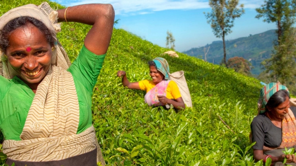 image principale du voyage Le Sri Lanka du sacré au sauvage : voyage au fil des temples, des rencontres humaines et de la faune