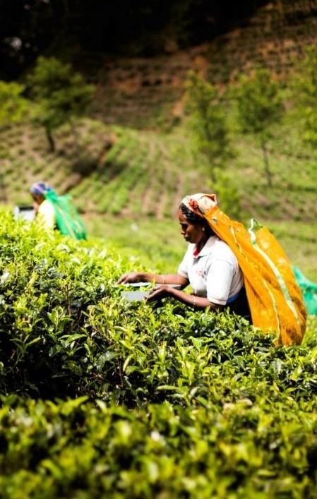 image secondaire du voyage Au rythme du Sri Lanka : à vélo, en train et tuk-tuk vers l’aventure et les rencontres authentiques (hiver)